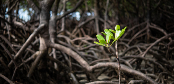 Mangrove Tree, Credit Janelle Lugge