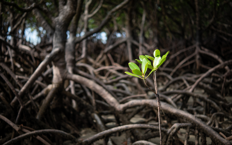 Mangrove Tree, Credit Janelle Lugge