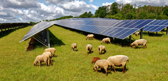 Solar Panels With Sheep