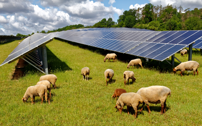 Solar Panels With Sheep